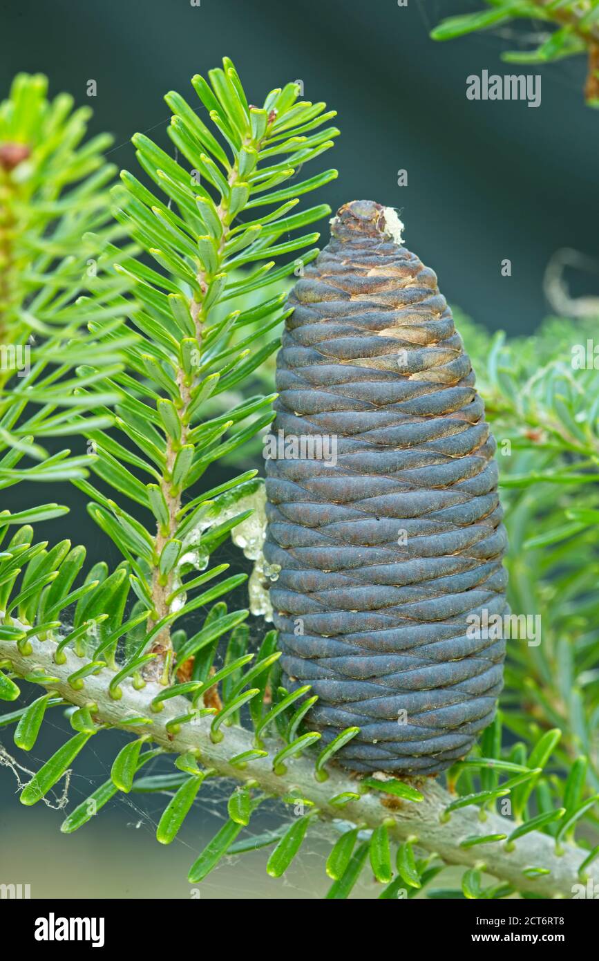 Gros plan cône de pin coréen, Pinus koraiensis, originaire d'Asie orientale. Banque D'Images