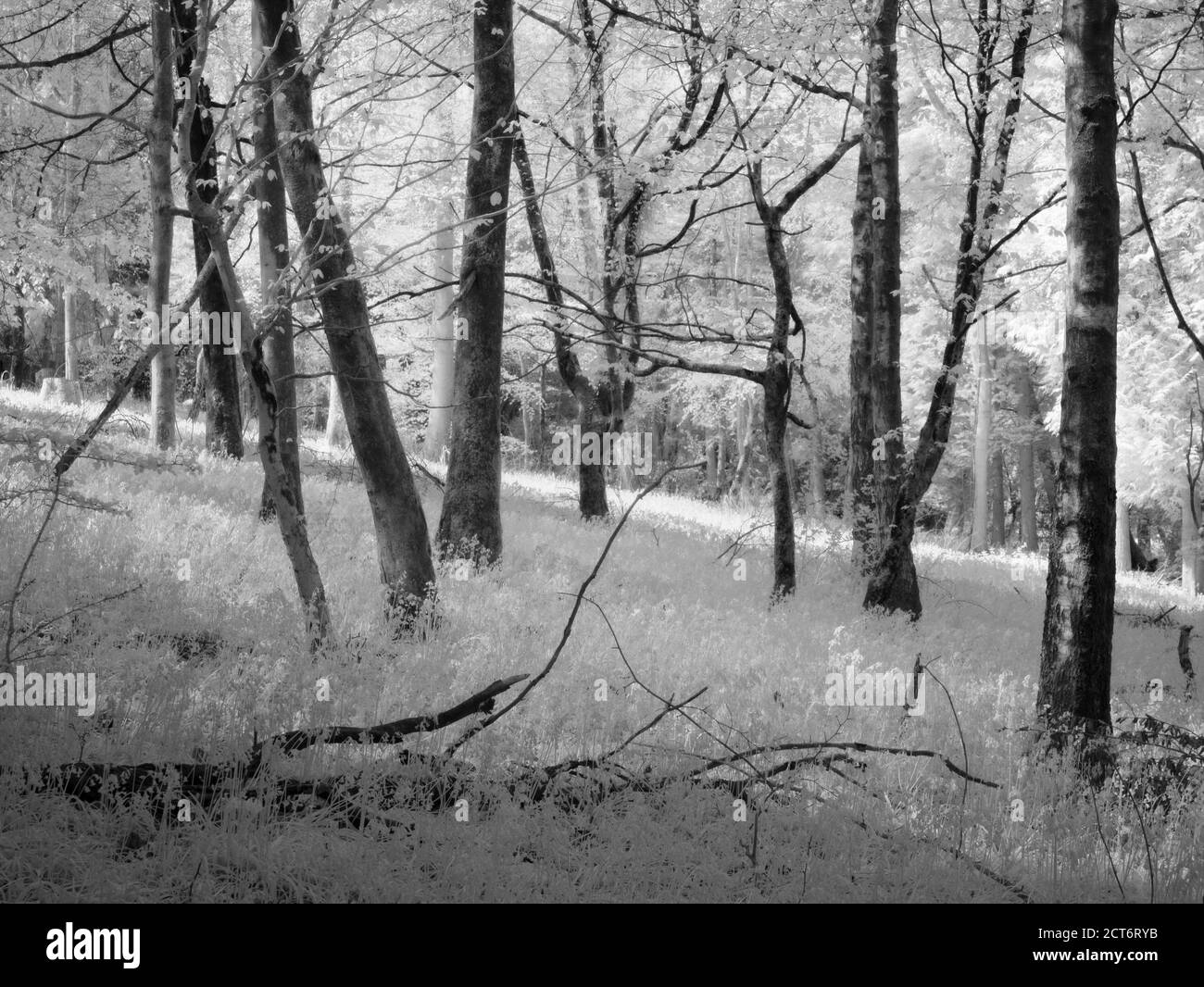 Image infrarouge des bois de Fuller's Hay dans les collines de Mendip, dans le nord du Somerset, en Angleterre. Banque D'Images