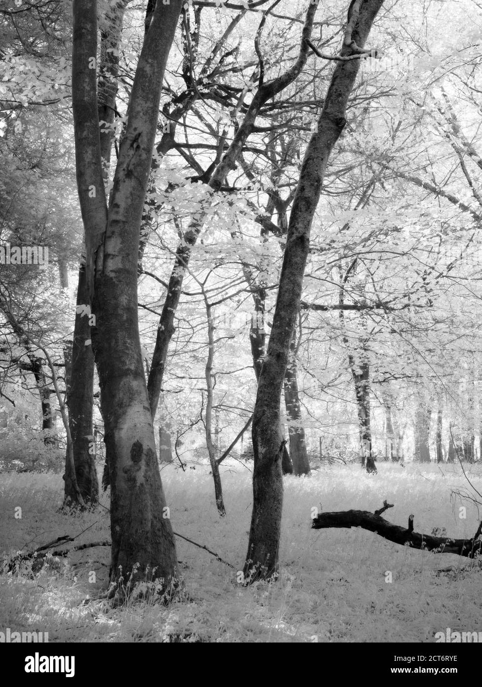 Image infrarouge des bois de Fuller's Hay dans les collines de Mendip, dans le nord du Somerset, en Angleterre. Banque D'Images