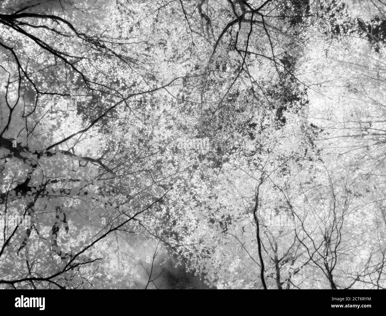 Image infrarouge d'une canopée de bois à Fuller's Hay dans les collines de Mendip, dans le nord du Somerset, en Angleterre. Banque D'Images
