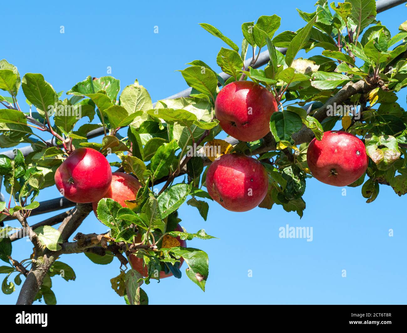 Belles pommes rouges, variété Red Devil, mûrissant sur une branche d'arbre avec un fond bleu ciel Banque D'Images