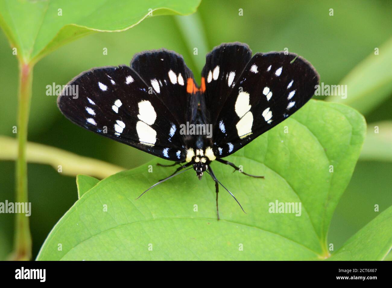 Magnifique papillon blanc à pois noir Banque D'Images