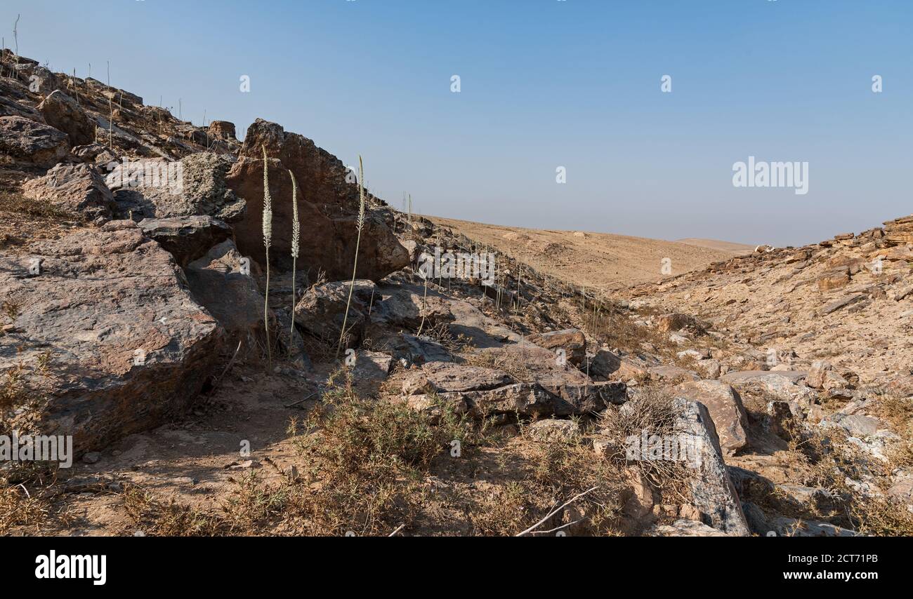 Oignon de mer Banque de photographies et d’images à haute résolution