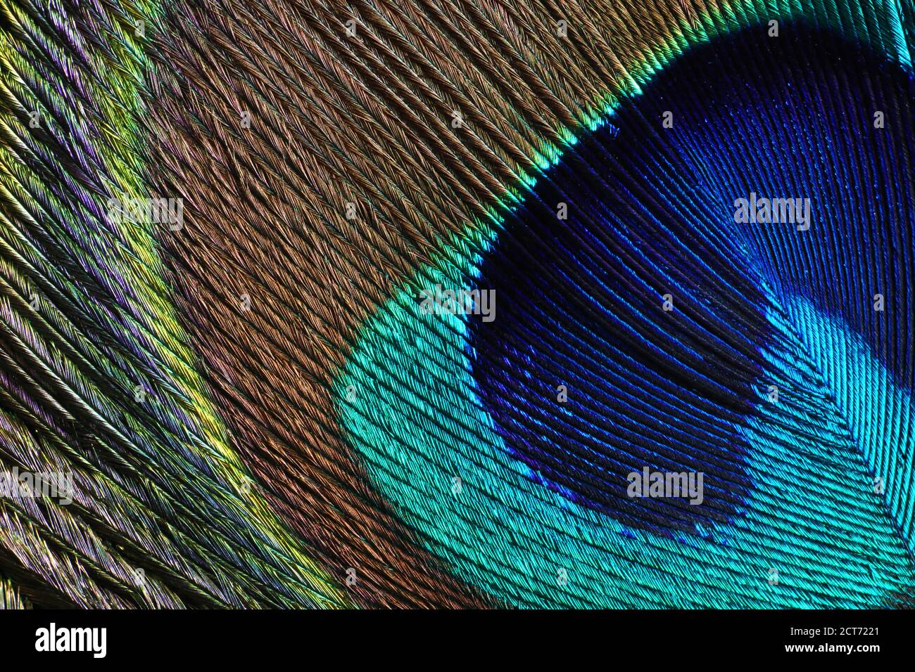 Macro gros plan de plumes, peafowl Banque D'Images