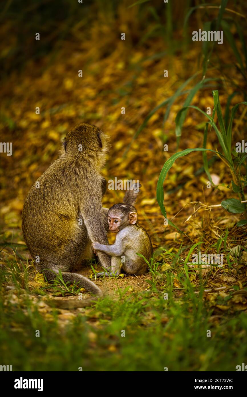 Bébé singe vervet (Chlorocebus pygerythrus) avec maman, Murchison Falls National Park, Ouganda. Banque D'Images