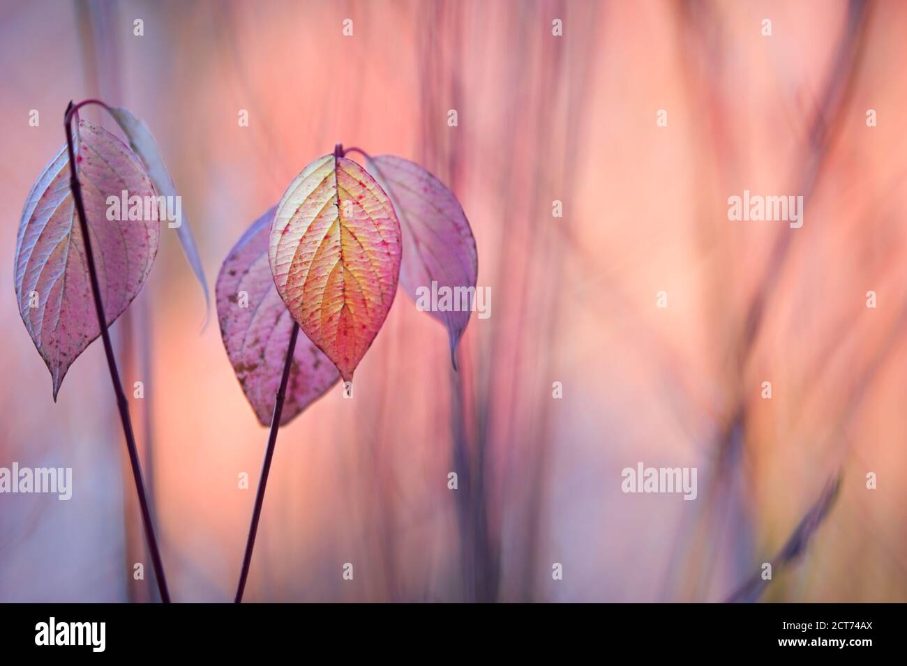 Le cornouiller sibérien (Cornus alba) laisse dans les couleurs de l'automne Banque D'Images