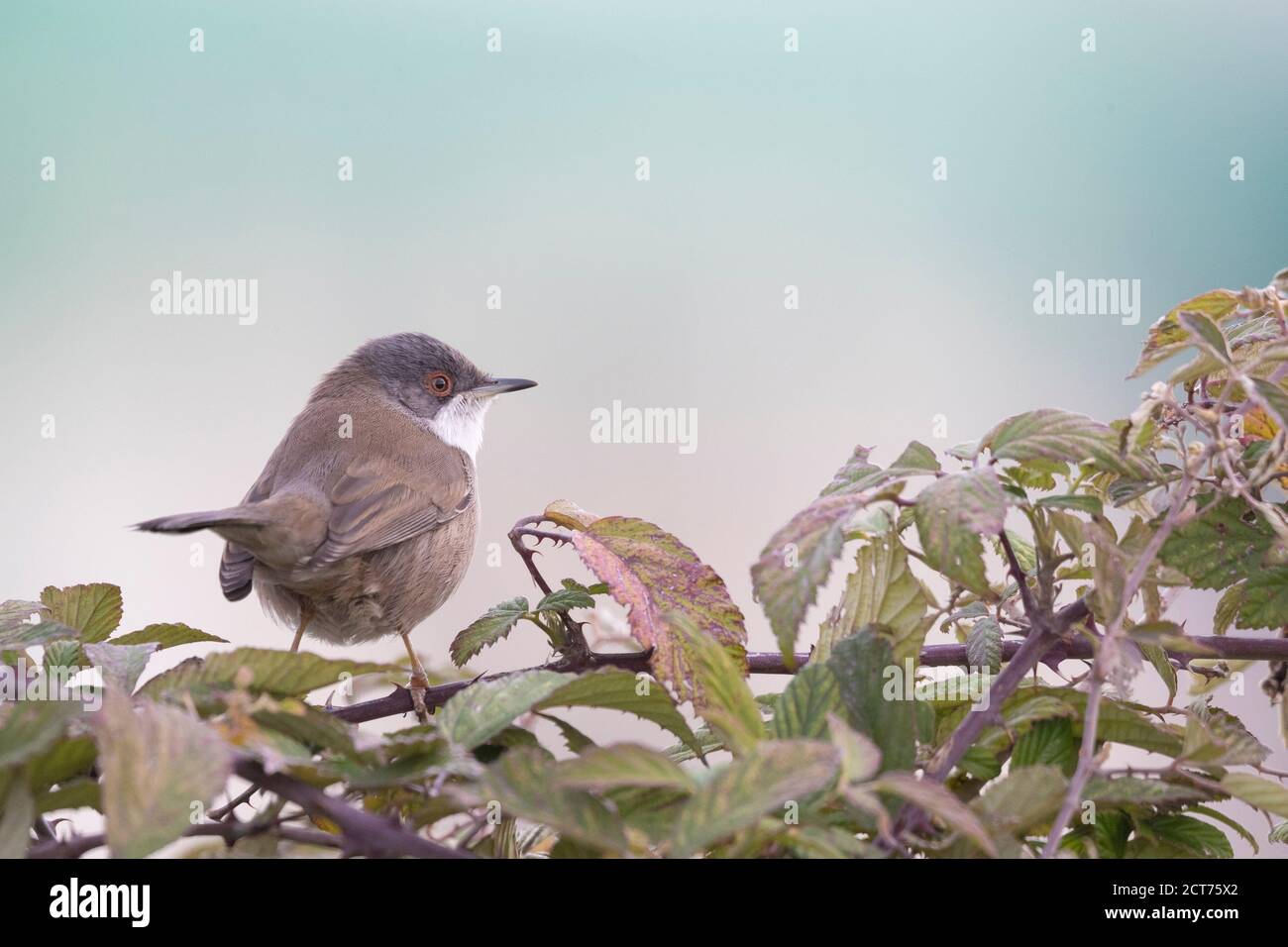 Petit oiseau de passereau, Paruline sarde Banque D'Images