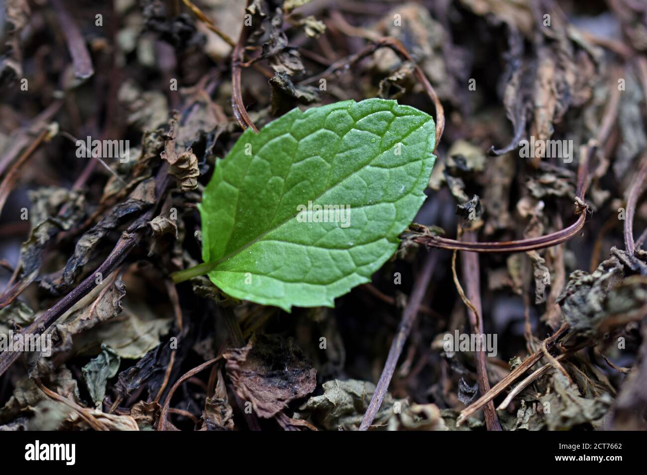 Menthe fraîche et sèche laisser sur fond blanc, menthe, menthe verte. Herbes sèches à utiliser en médecine alternative, phytothérapie, spa, cosmétiques à base de plantes. Tinctu Banque D'Images