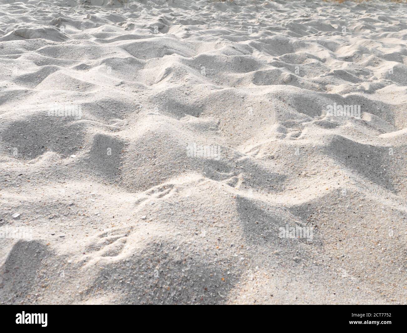 Dune de plage de sable avec empreintes de mouettes. Sable fin et doux blanc avec fragments de coquillages. Banque D'Images