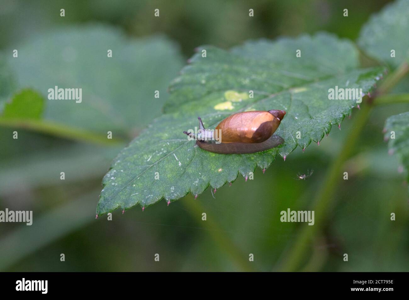 Escargot ambrée commun (Succinea putris) avec ver plat (ou helminth) (Leucochloridium paradoxum) parasite Banque D'Images