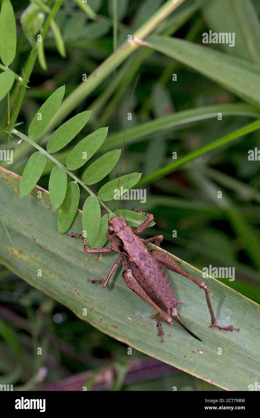(Pholidoptera griseoaptera Bushcricket sombre) Banque D'Images