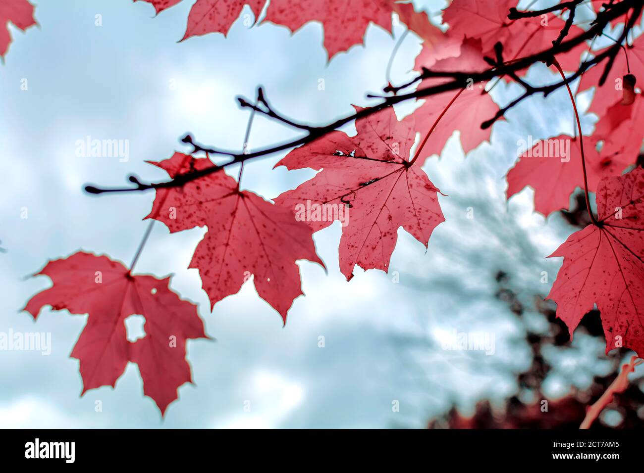 Feuilles d'érable de Bourgogne en automne avec fond flou Banque D'Images Feuilles d'érable de Bourgogne en automne avec fond flou Banque D'Images