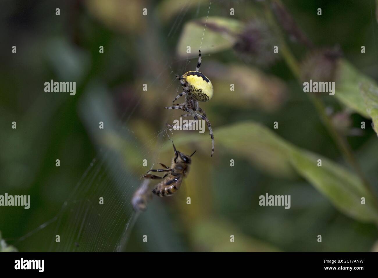 Orb-weaver marbré (Araneus marmoreus var. Pyramidatus) avec de l'abeille occidentale (APIs mellifera) Banque D'Images