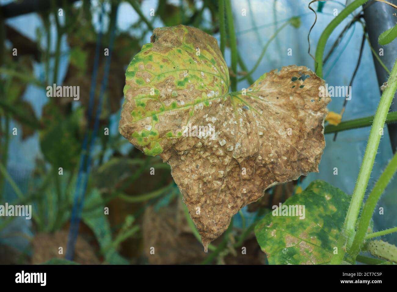 Maladie sur les feuilles de la plante de concombre avec un Maladie dans le potager causée par le champignon Pseudoperonospora cubensis Banque D'Images
