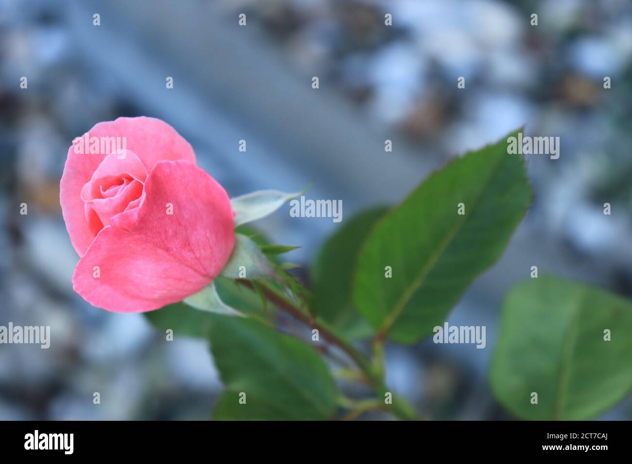 Beau bourgeon rose sain dans le jardin Banque D'Images