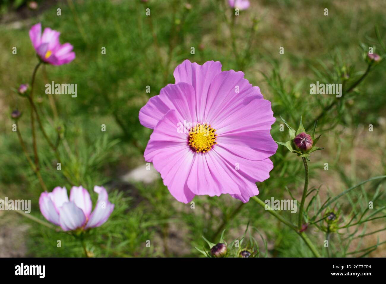 Grande fleur de cosmos roses - sensation de nain, cosmos bipinnatus - dans  un foyer sélectif dans un jardin ensoleillé Photo Stock - Alamy