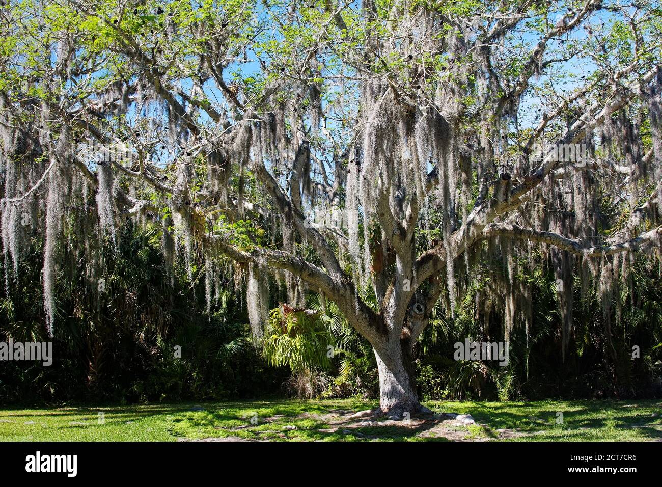 Guanacaste, Ear Tree, Broad, étalement, Enterolobium cyclocarpum, mousse espagnole, Historic Spanish point, Floride; Osprey; FL Banque D'Images