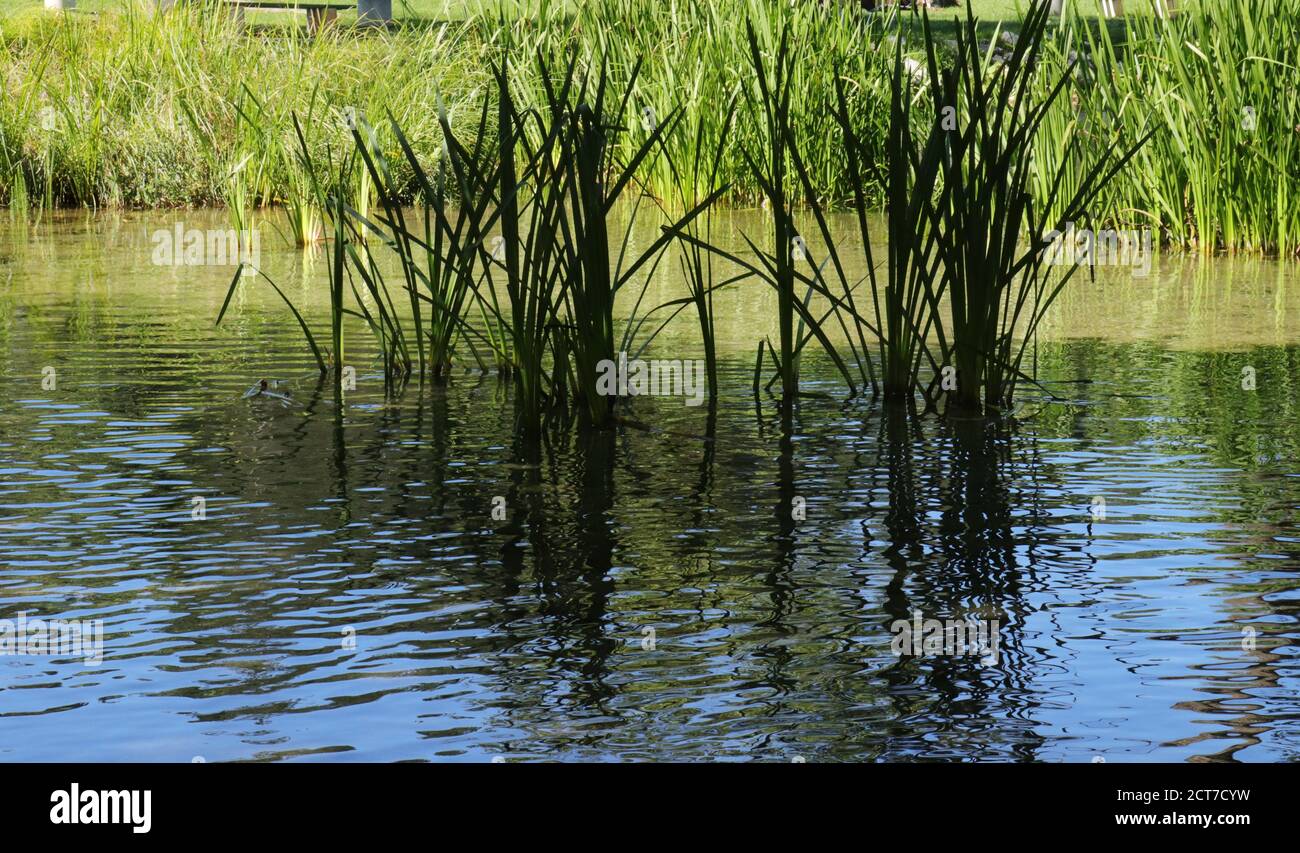 Calme zone verte du lac de Pliva près de la ville de Jajce en Bosnie-Herzégovine Banque D'Images