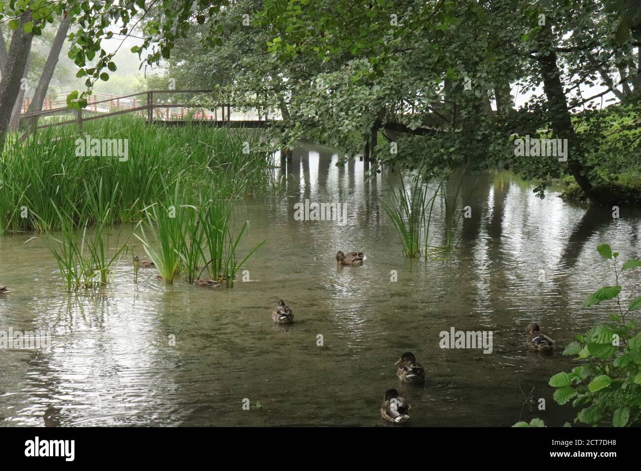 Calme zone verte du lac de Pliva près de la ville de Jajce en Bosnie-Herzégovine Banque D'Images