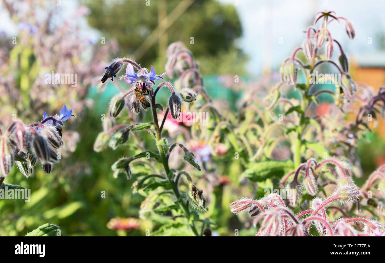 L'abeille prend le nectar d'une fleur bleue sur une plante de bourrache (Borago officinalis), poussant dans un jardin d'été Banque D'Images