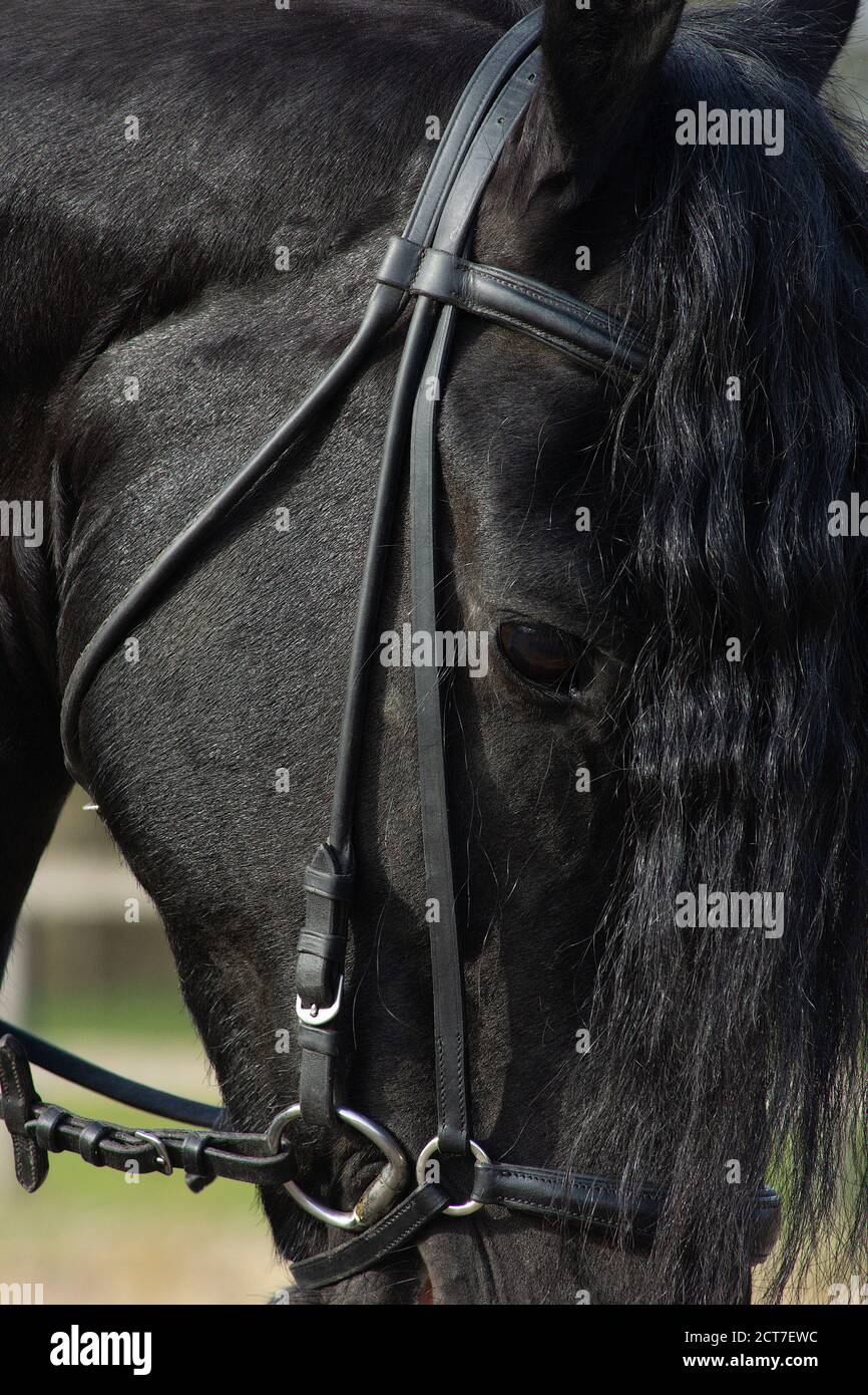 Un détail de la race de dressage spécial Friesian Horse in noir avec fourrure brillante dans un enclos Banque D'Images