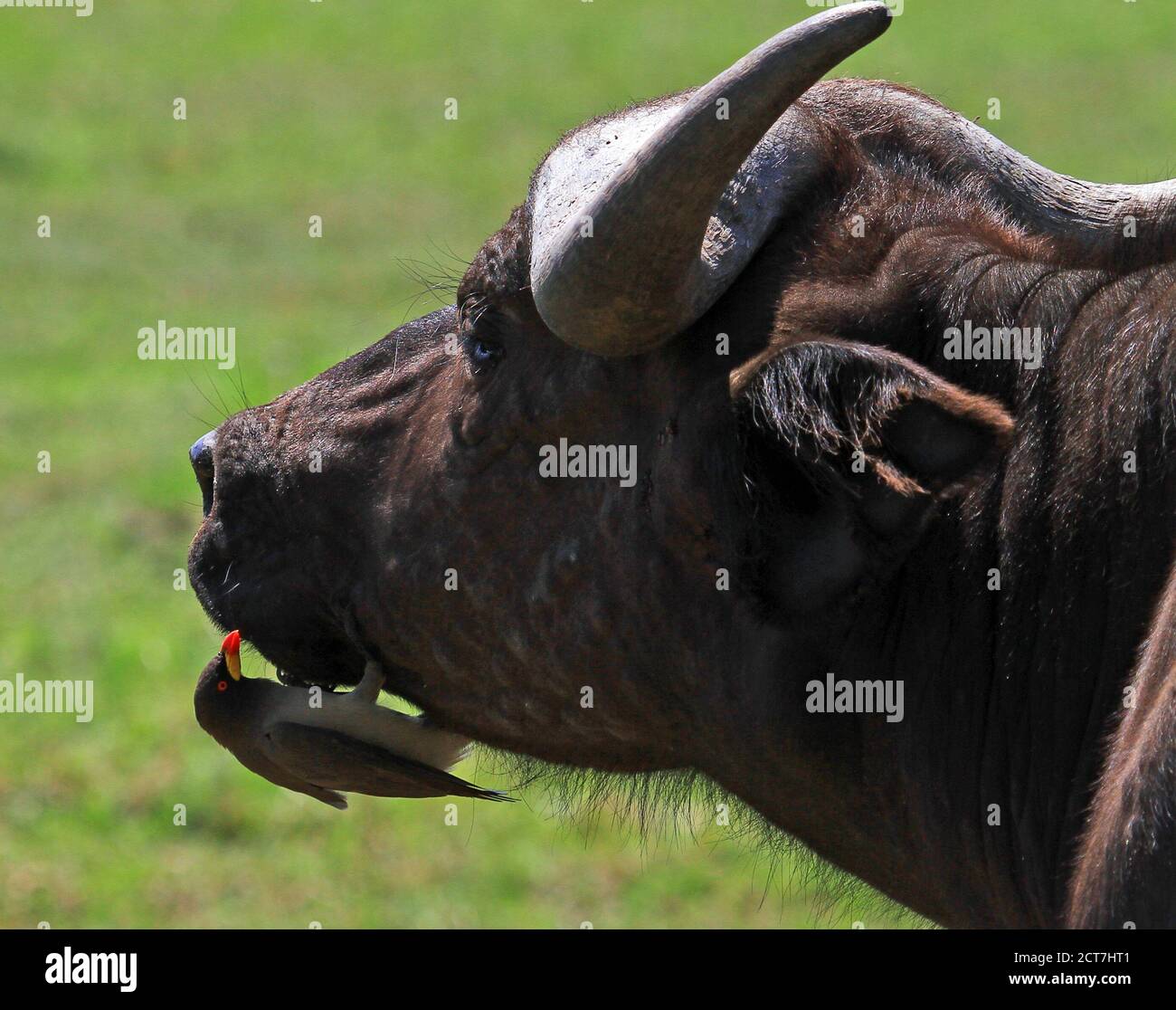 Gros plan d'un Buffalo face africain avec un petit le pic perchée sur son menton mange des insectes et des tiques qui peut être incrusté sur le menton de buffle Banque D'Images