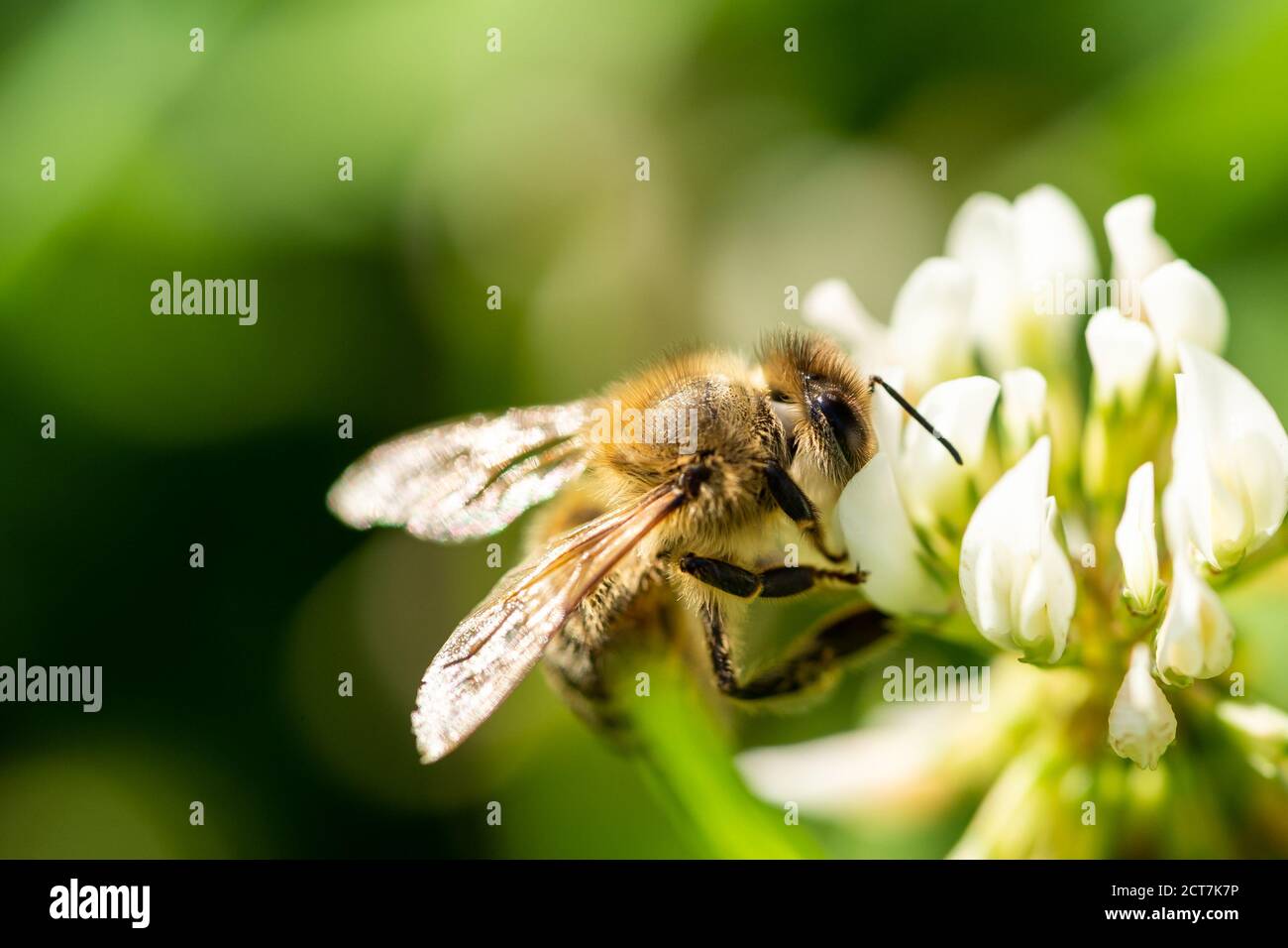 abeille collectant le pollen d'une fleur de trèfle dans le jardin en été, francfort, allemagne Banque D'Images