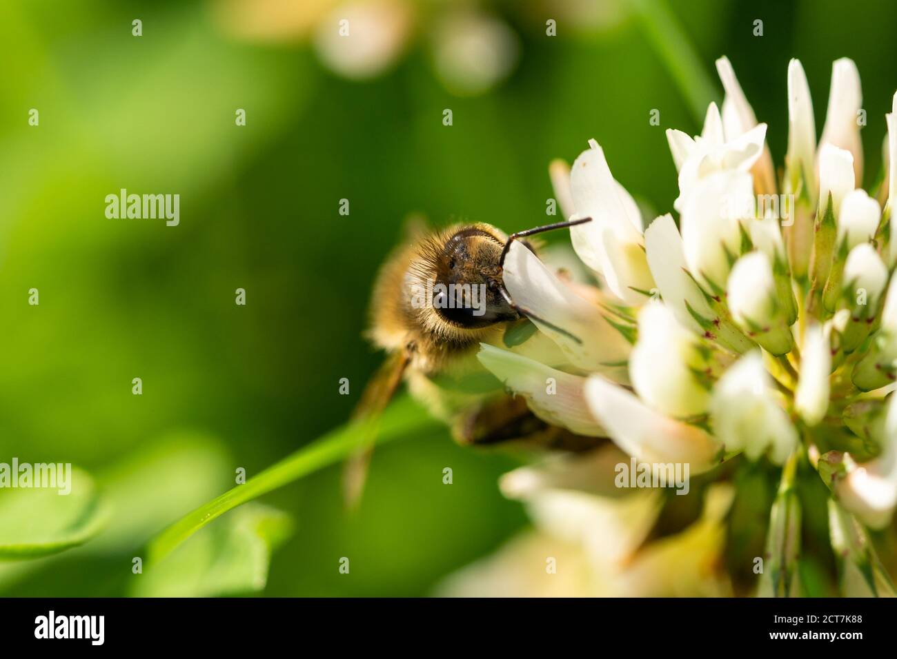 abeille collectant le pollen d'une fleur de trèfle dans le jardin en été, francfort, allemagne Banque D'Images