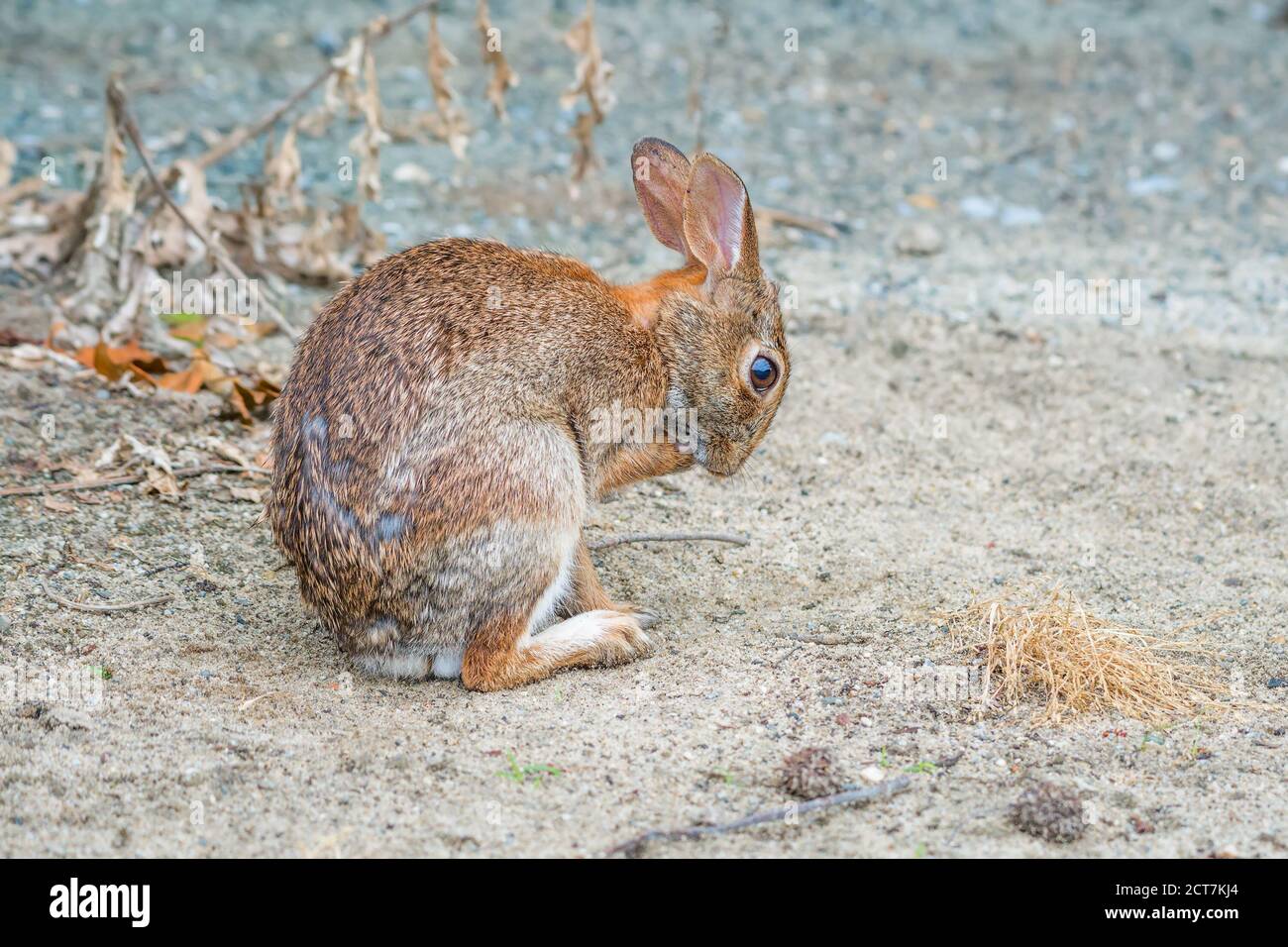 Lapin de l'est (Sylvilagus floridanus) Dans Bombay Hook National Wildlife refuge.Delaware.USA Banque D'Images