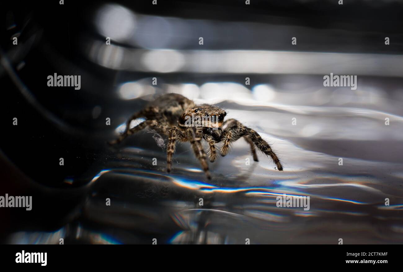 saut d'araignée de loup vue rapprochée regardant dans la caméra , prenant des images dans le jardin pendant corona, covid-19 fois, francfort, allemagne Banque D'Images