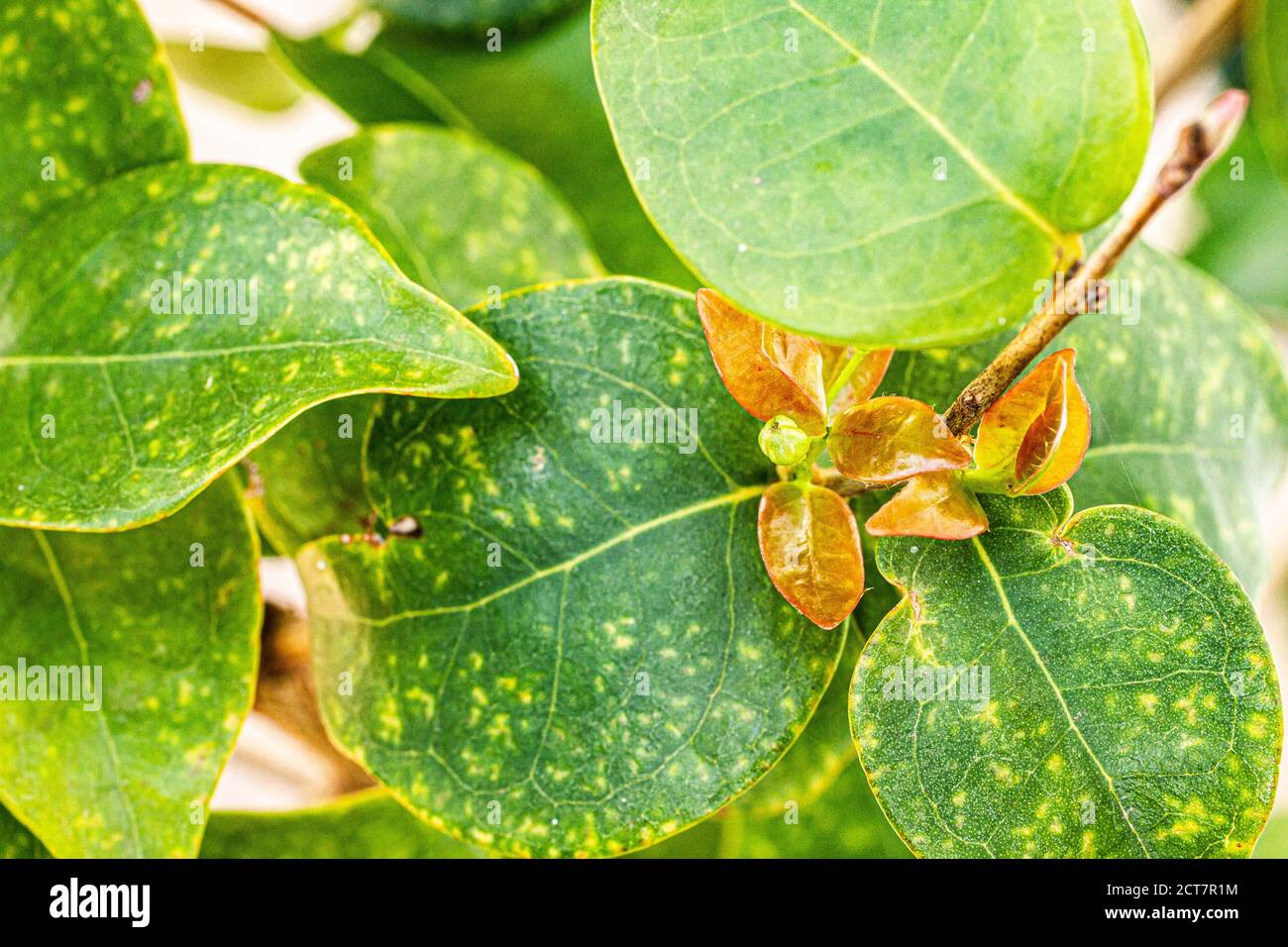 Pitanga vert dans un pitanga (Eugenia uniflora). Florianopolis, Santa Catarina, Brésil. Banque D'Images