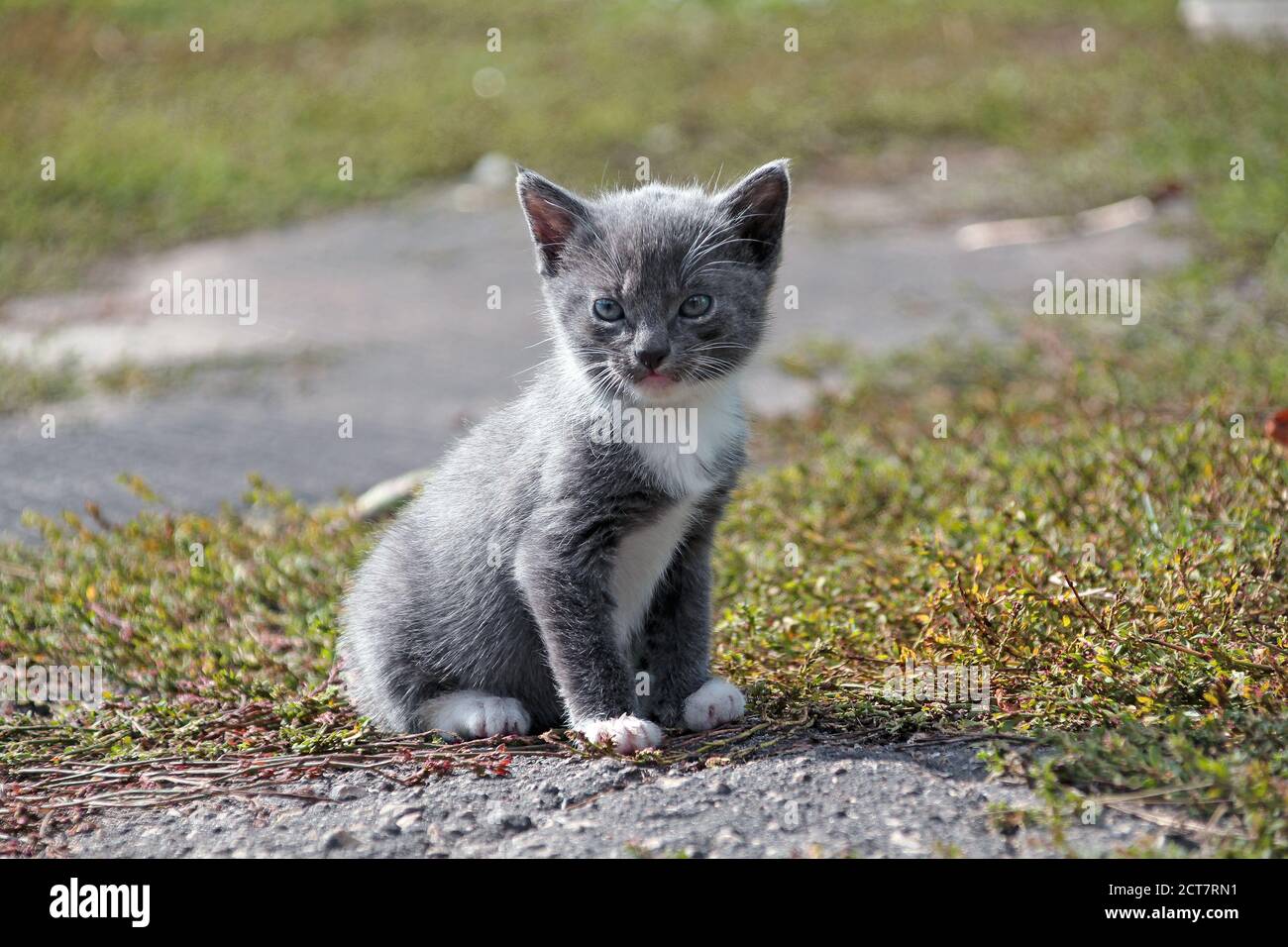 Le chat gris mignon de chaton se trouve sur une herbe verte. 2 mois de cat. domestique Gros plan Banque D'Images