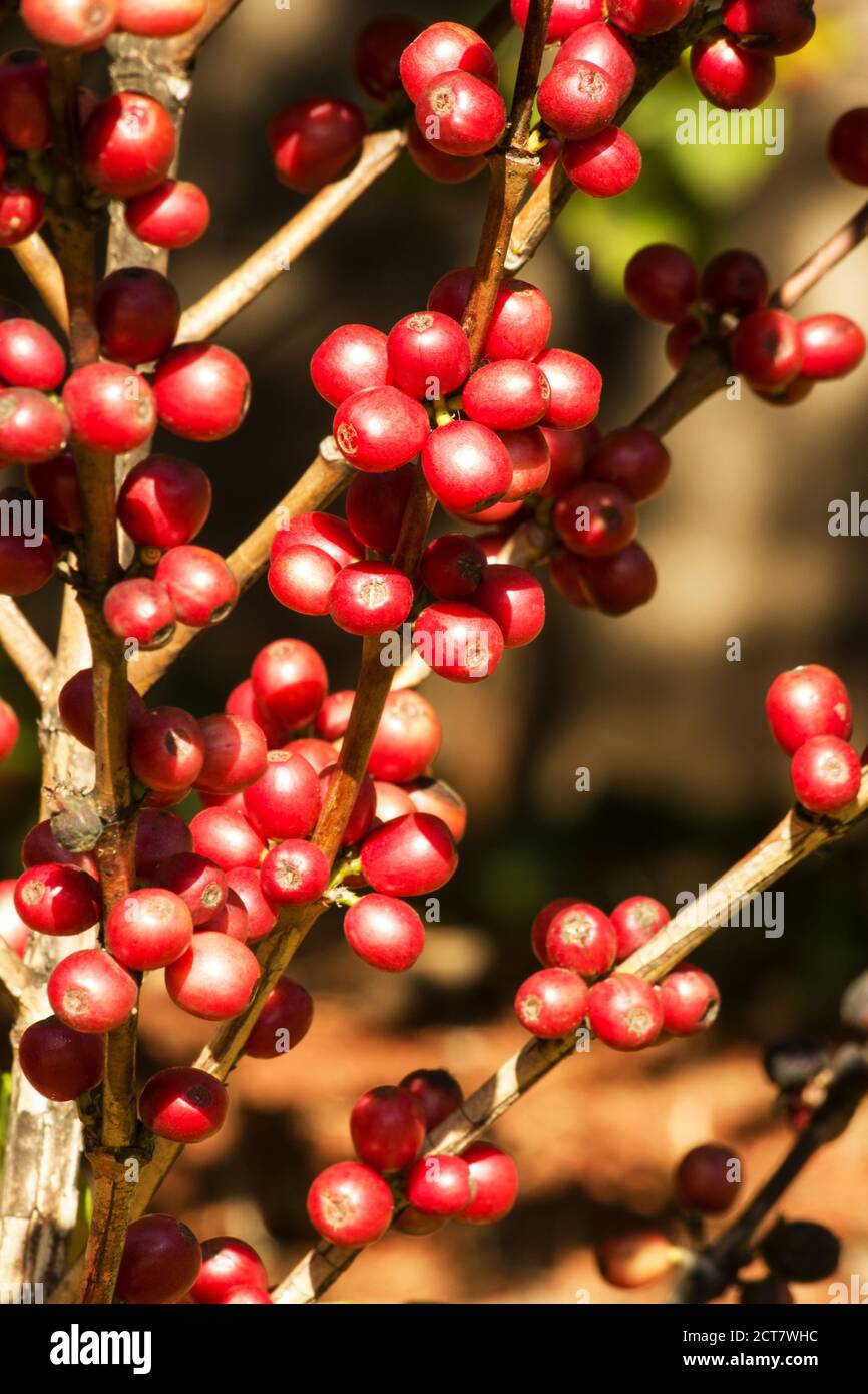 Baies de café sur un café d'arbre Banque D'Images