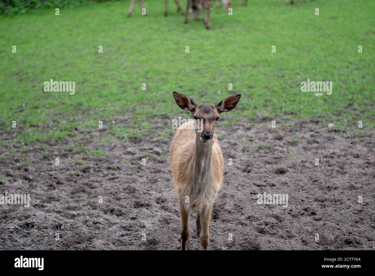 Petit cerf debout dans un champ au zoo Banque D'Images