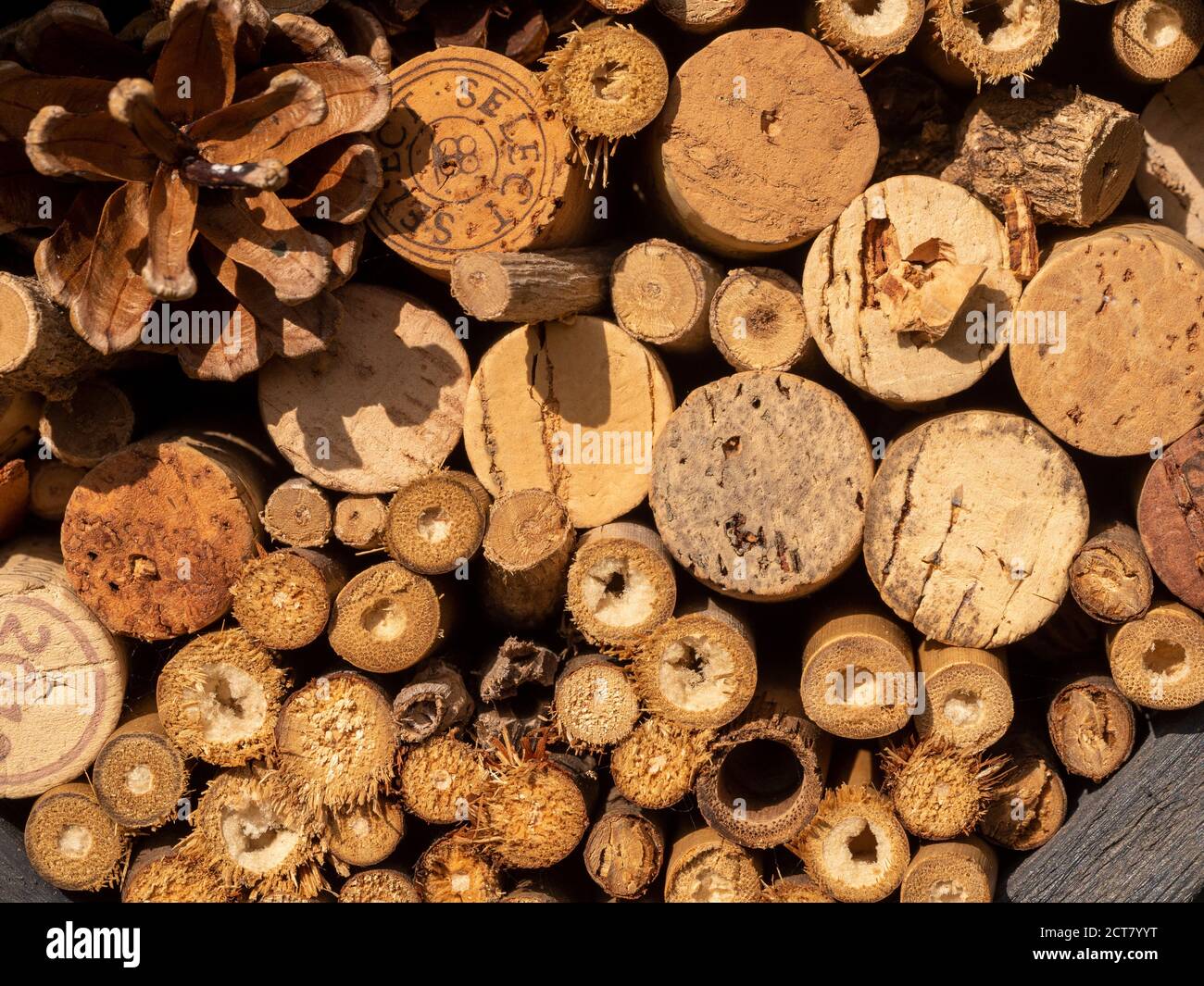 Gros plan d'un hibernaculum, communément connu comme un hôtel bug. Banque D'Images