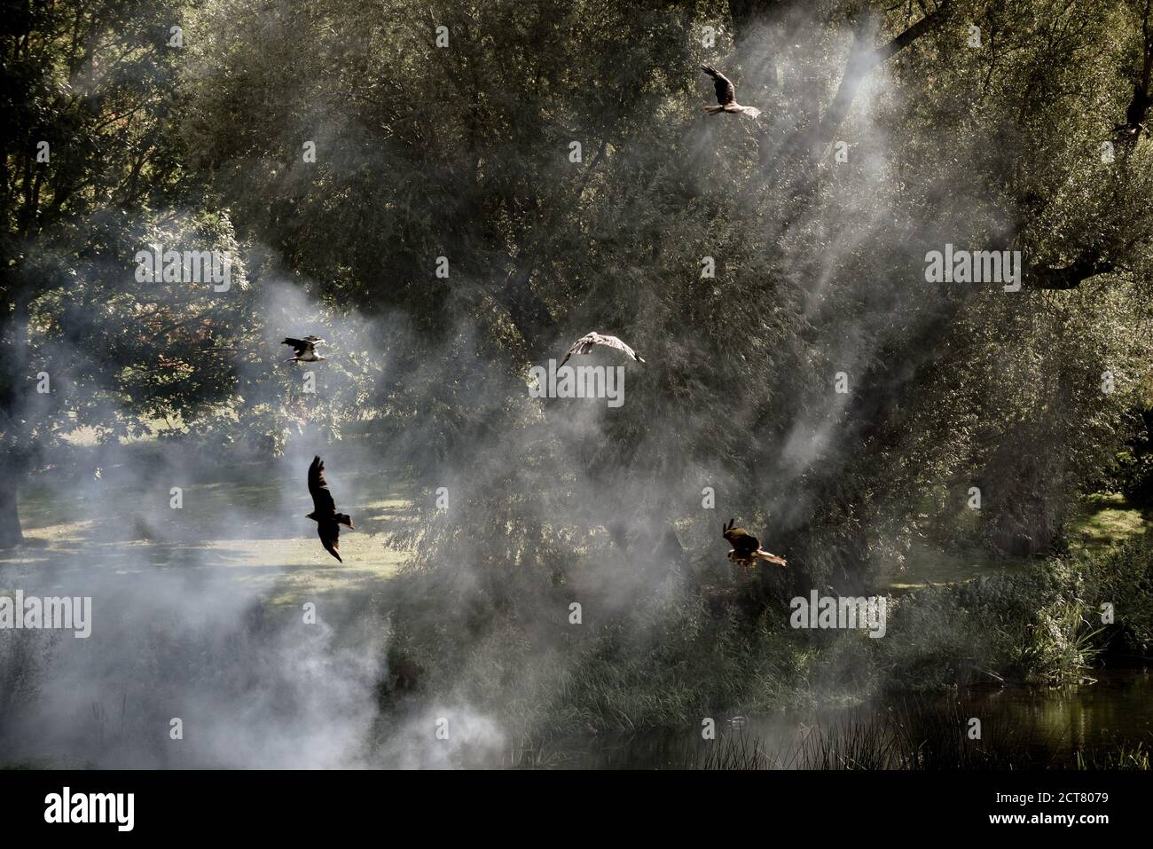 Les oiseaux de proie volent à l'extérieur lors d'une exposition de fauconnerie Banque D'Images