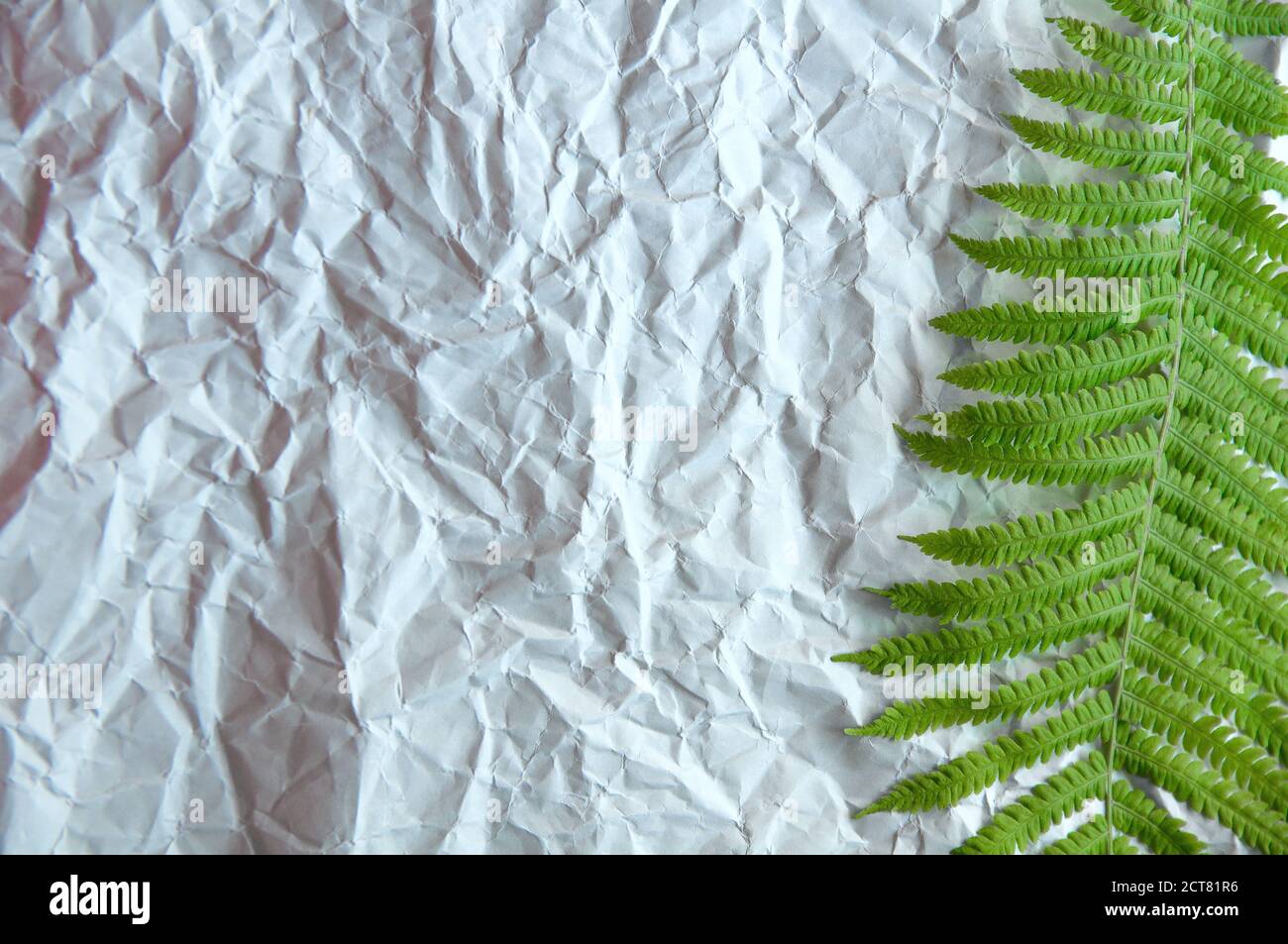 la fougères vertes repose sur un fond gris provenant de papier inégal Banque D'Images