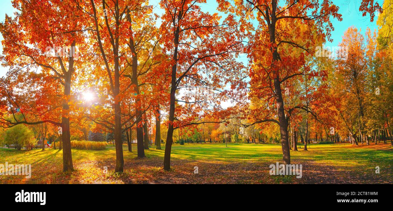 Forêt d'automne. Arbre de couleur or, feuillage orange rouge dans le parc d'automne. Scène de changement de nature décor jaune. Soleil dans le ciel bleu. Journée ensoleillée, grande vue panoramique. Banque D'Images