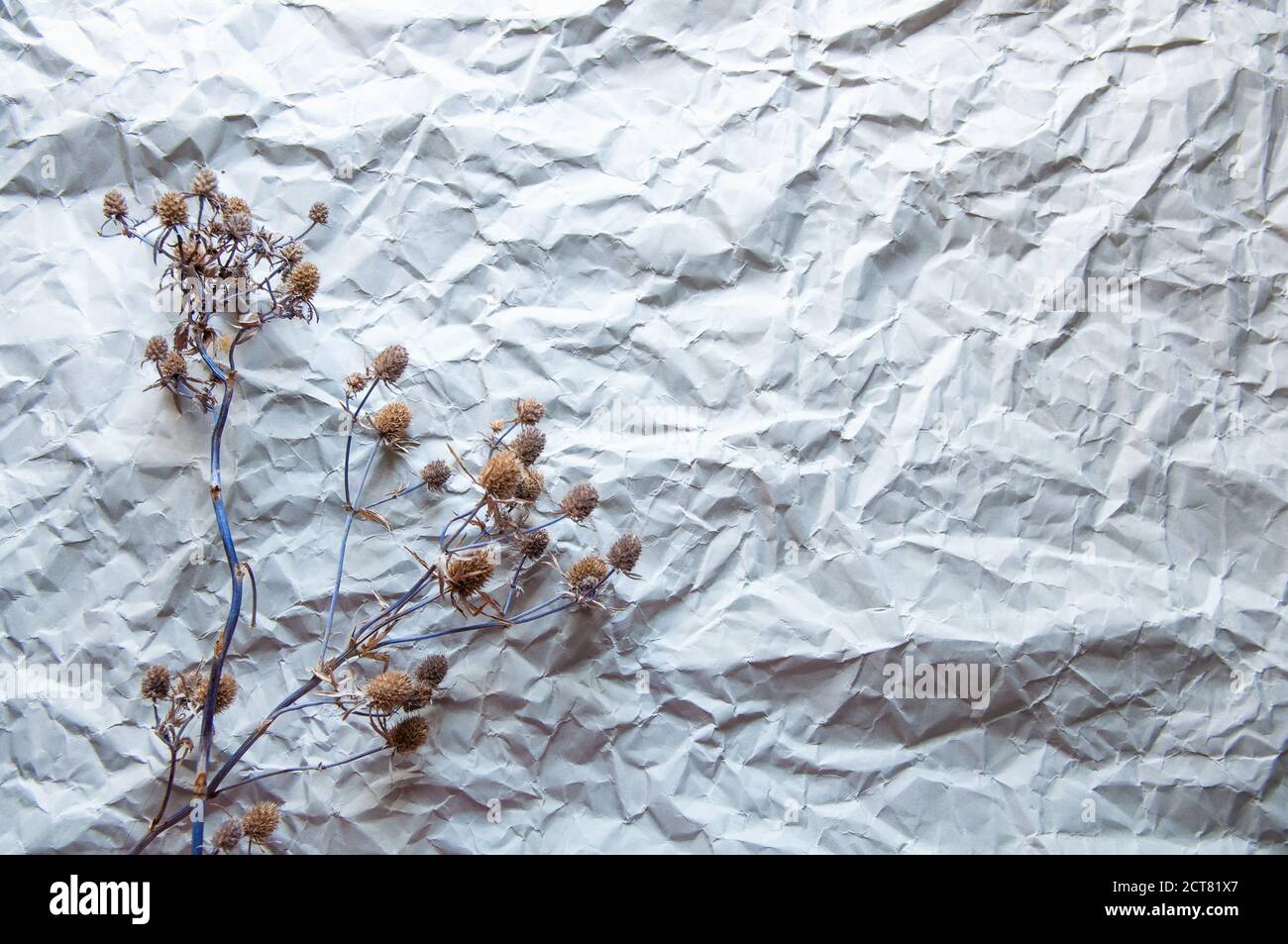 les fleurs séchées se trouvent sur un fond de papier gris froissé Banque D'Images