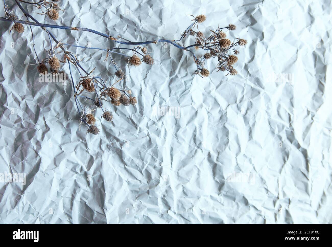 les fleurs séchées se trouvent sur un fond de papier gris froissé Banque D'Images