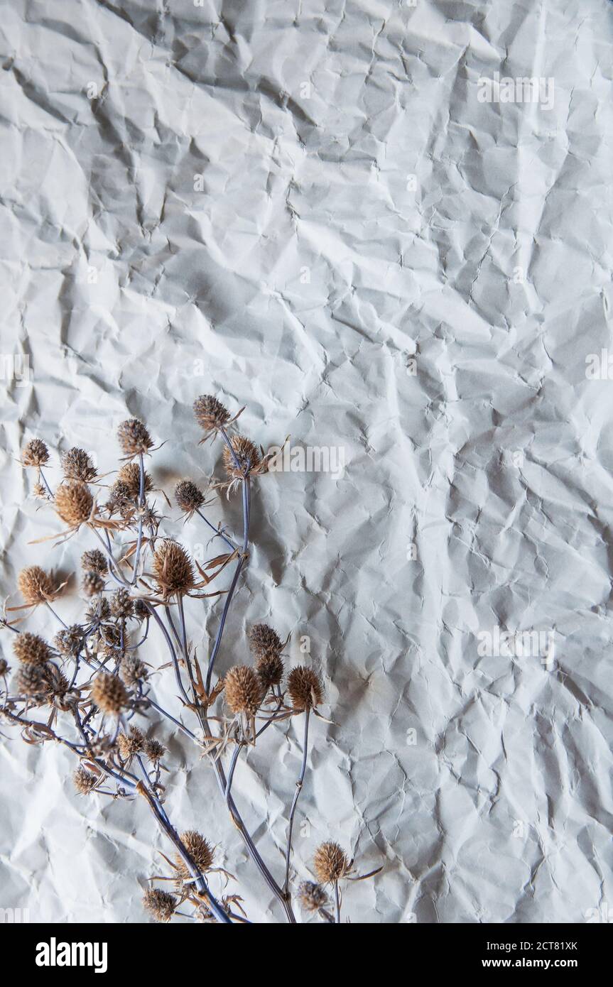 les fleurs séchées se trouvent sur un fond de papier gris froissé Banque D'Images