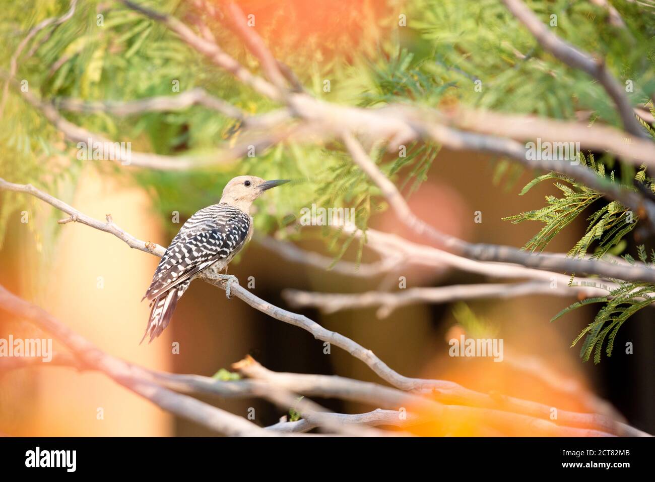 La femelle Gila Woodpecker perche sur une branche d'arbre mesquite dans Une cour sud-ouest en Arizona Banque D'Images