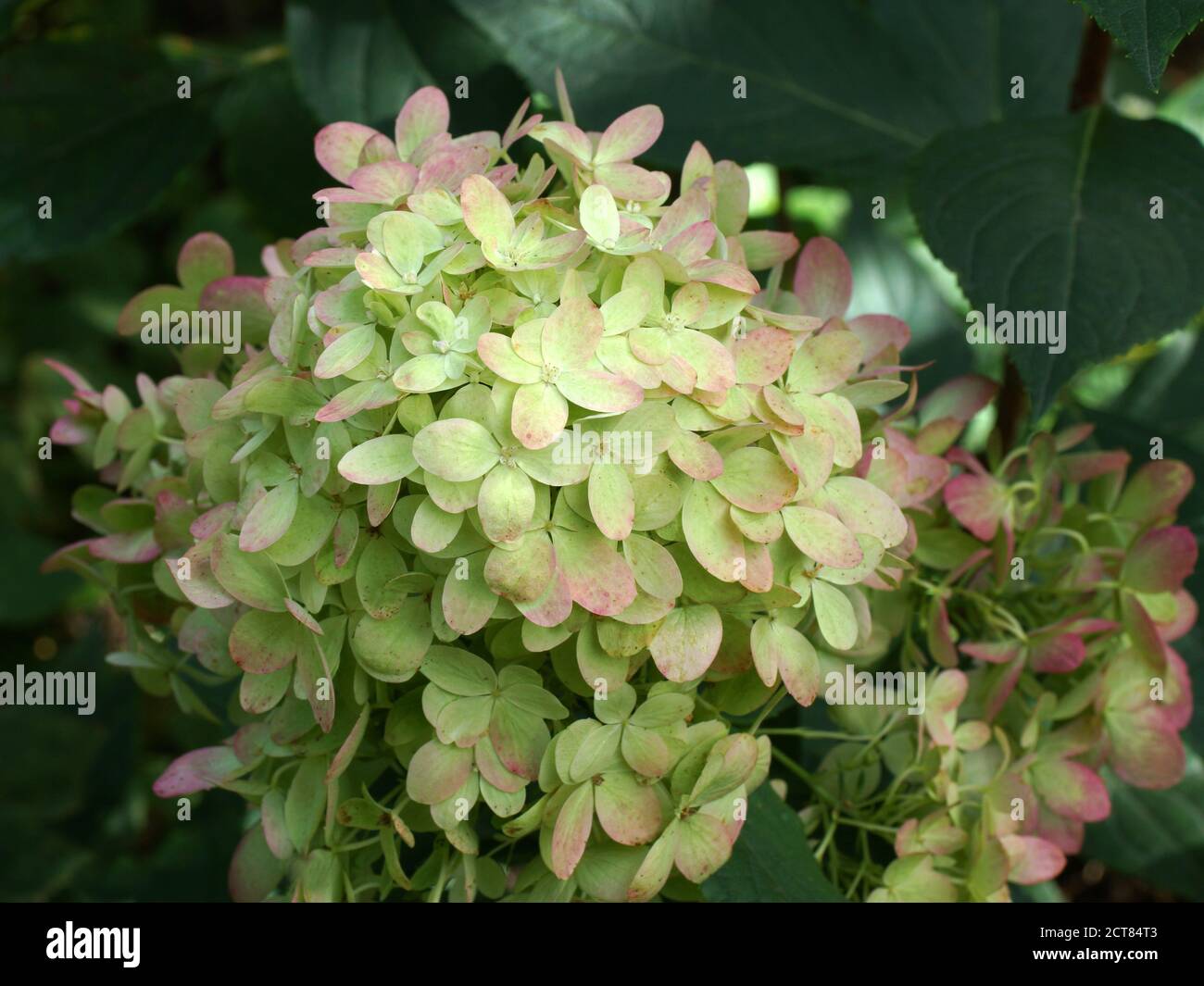 Hortensia paniculata Graffiti. Inflorescence rapprochée. Fleurez dans le jardin à l'extérieur. Banque D'Images