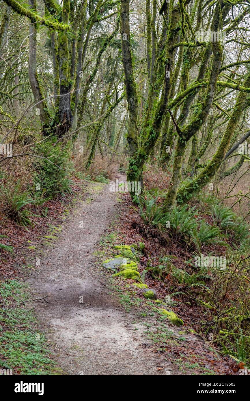 Traversez une forêt avec des arbres couverts de mousse, des fougères et des feuilles mortes Banque D'Images