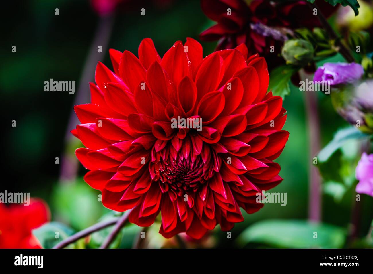 Fleur de dahlia rouge foncé, gros plan Banque D'Images
