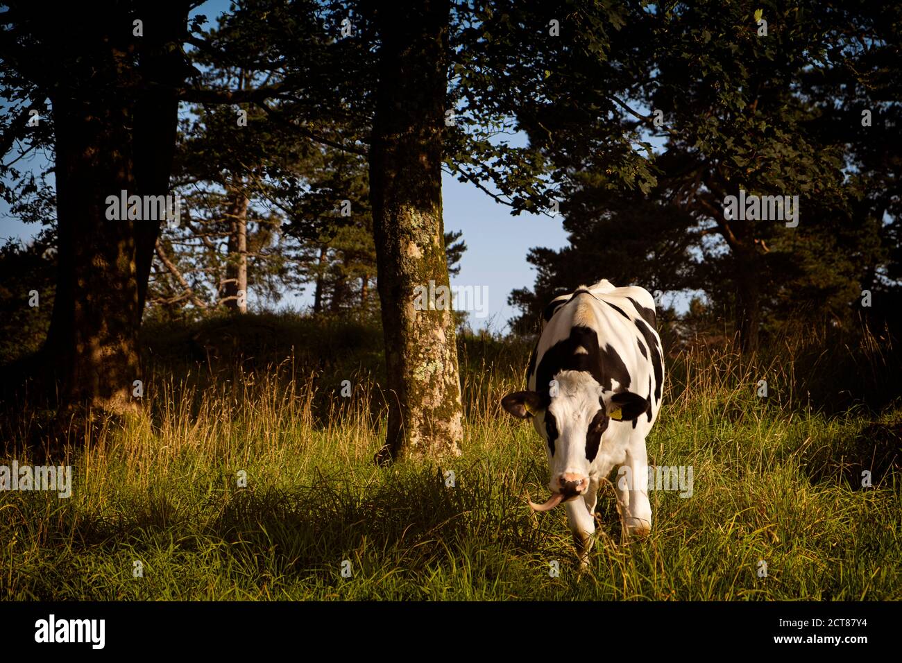Une vache s'approchant avec sa langue accrochée d'un côté. Banque D'Images