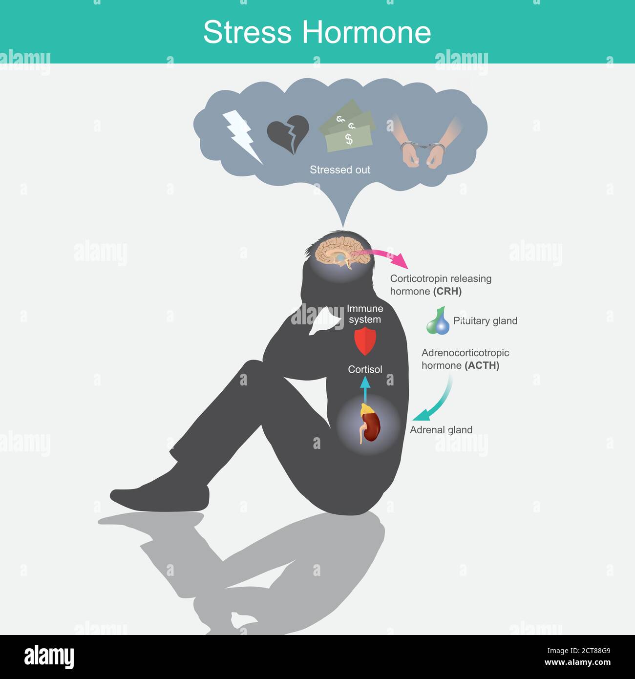Hormone de stress. Diagramme montrant la réponse au stress dans le corps humain à partir de la stimulation du cerveau. Illustration de Vecteur