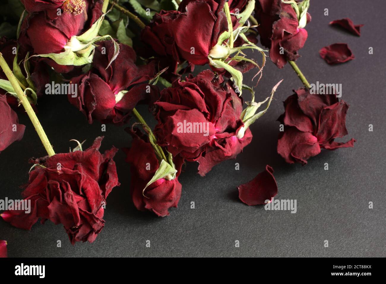 Roses rouges séchées sur table noire. Vue de dessus. Gros plan Banque D'Images