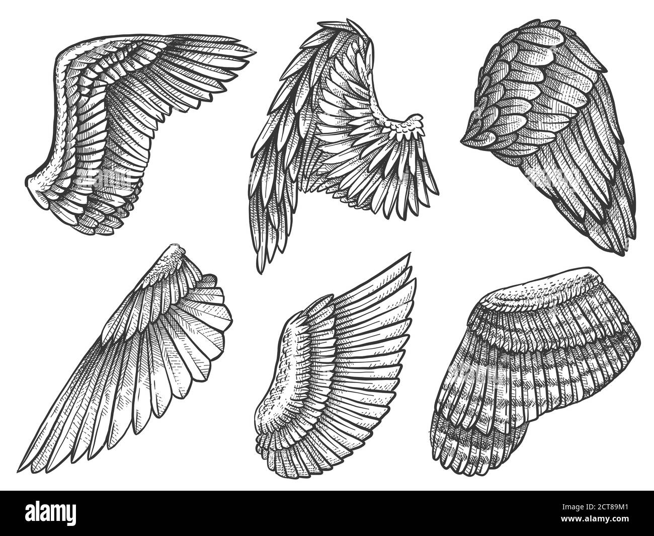 Esquissez des ailes. Aigle dessiné à la main, ange aile détaillée avec plumes, éléments héraldiques pour tatouage, carte ou mascot gravé vecteur de dessin. Aile héraldique Illustration de Vecteur