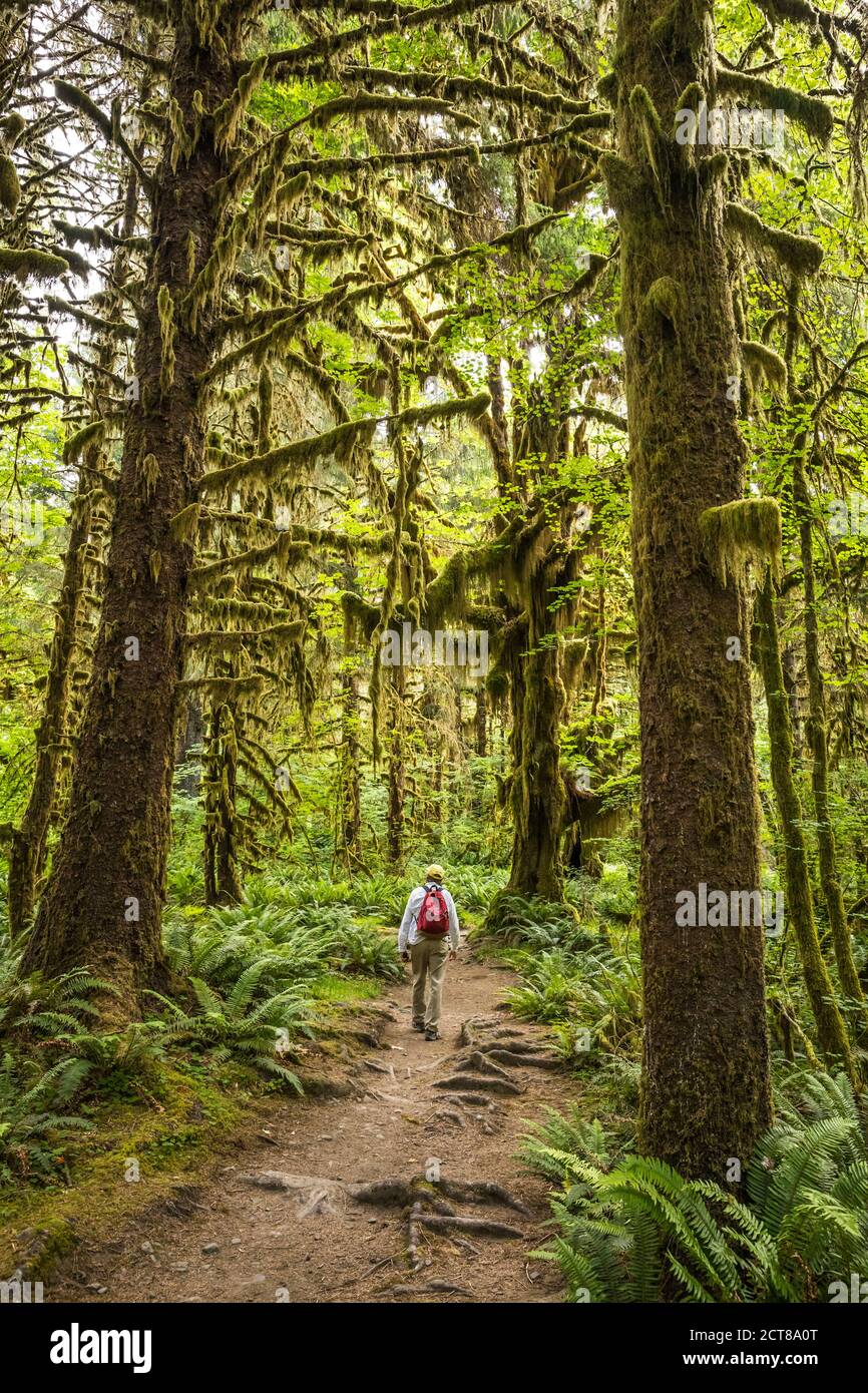 Un homme randonnée sur le sentier de la rivière Hoh, forêt tropicale de Hoh, Parc national olympique, Washington, États-Unis. Banque D'Images